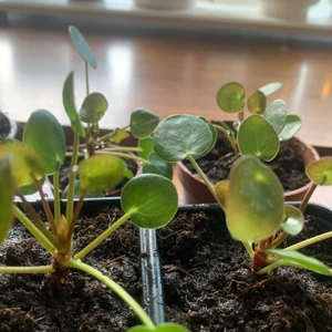 Elefantöra - Stickling av elefantöra! Att ta hand om plantor är det bästa man kan göra just nu🌱 Mötes i Stockholm