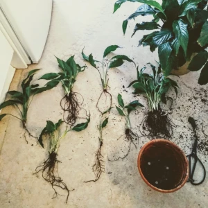  - Väl rotade sticklingar av fredskalla som kommer ge vita blommor. Endast upphämtning Södra Hammarbyhamnen/Hammarby Sjöstad. Mellan 20-40:- per planta!