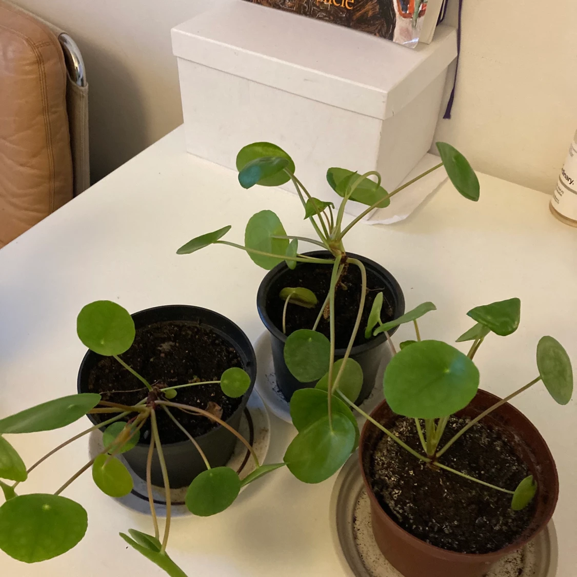 Krukväxter🌱 - 90
