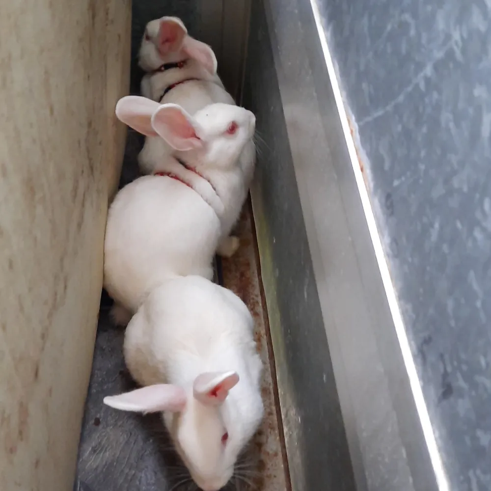 3 vita sötaste kaniner till salu med transportbur och koplar alla 3 är killar de slussar på allt och de är tama.Allt tillsammans kostar 1500 kr säljer de pga vi har inte den tiden de behöver.. Övrigt.