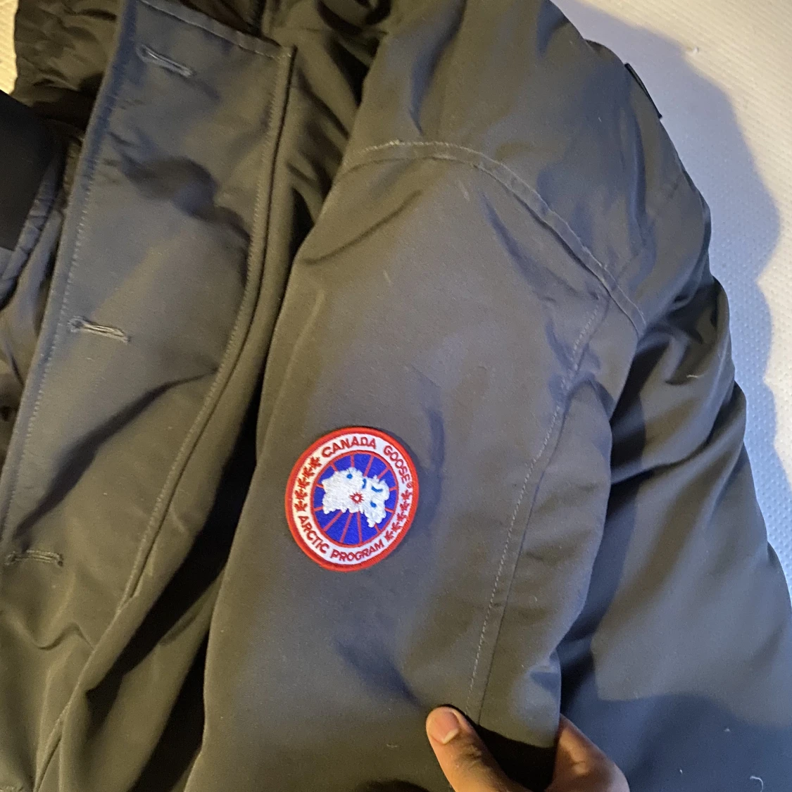 Canada goose  - 91