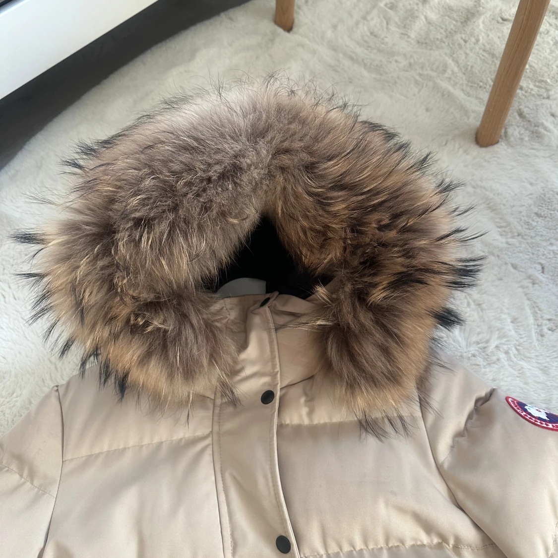 Canada goose  - 92