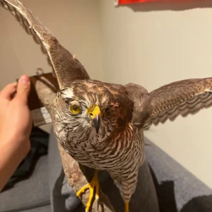 Uppstoppad sparvhök - Fin fågel som har gått i mina generationer länge skick 10/10