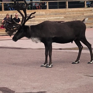 Säljer Renen Rune - Rune är 1,50cm lång kan vara lite trög ibland men det är inte hans fel han är bara efterbliven. Men också en glad och sprallig kille 🦌