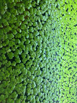 Gröna andmat-växter till akvarium  - Säljer ett gäng små gröna andmat-växter som flyter på vattenytan. Perfekt till akvarium eller damm för dig som vill ha naturlig dekoration och bättre vattenkvalitet. Bladen är runda och ljusgröna och växterna sprider sig snabbt. Men får med en plastpåse med vatten i och en del växter frakt står för köparen sickar med brev 