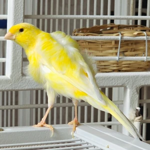 Gul och vit kanariefågel - Säljer en kanariefågel med intensivt gul fjäderdräkt och inslag av vitt på vingarna och magen. Fågeln har en smal och elegant form, ljus näbb och ben. Perfekt för dig som vill ha en färgglad och livlig fågel i hemmet.