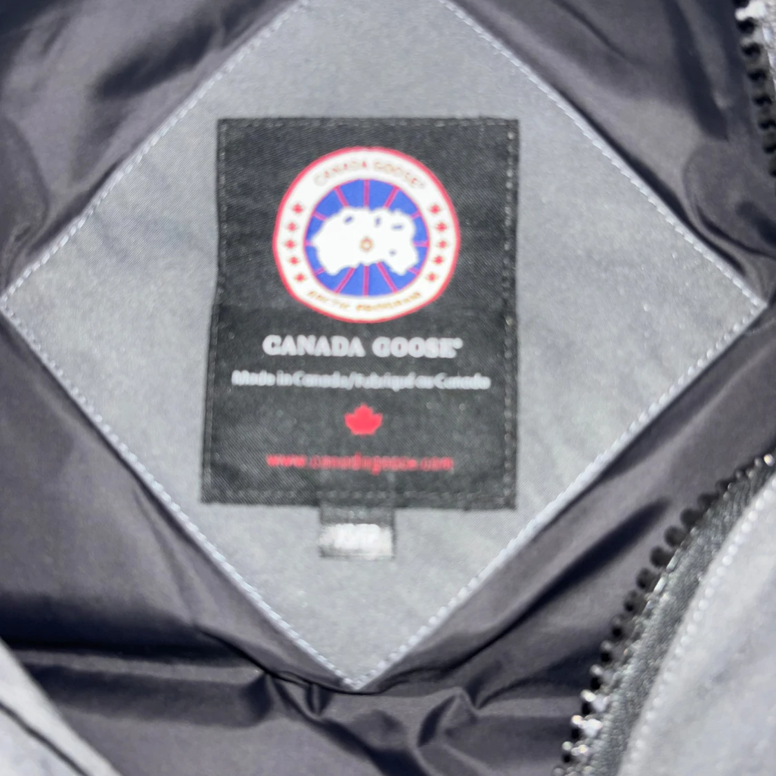 Canada goose maitland  - 2