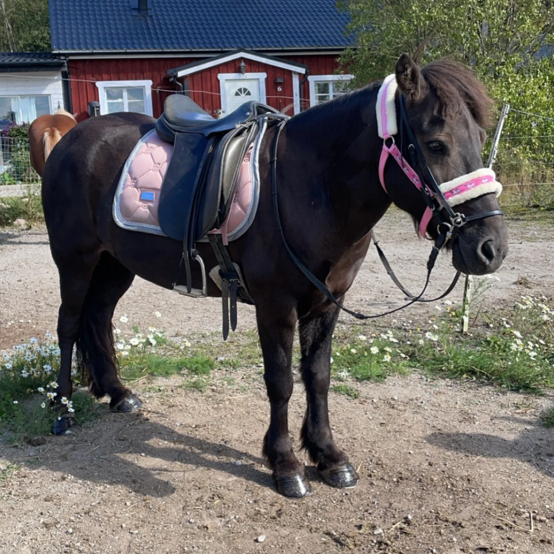 Fint es schabrak!💓