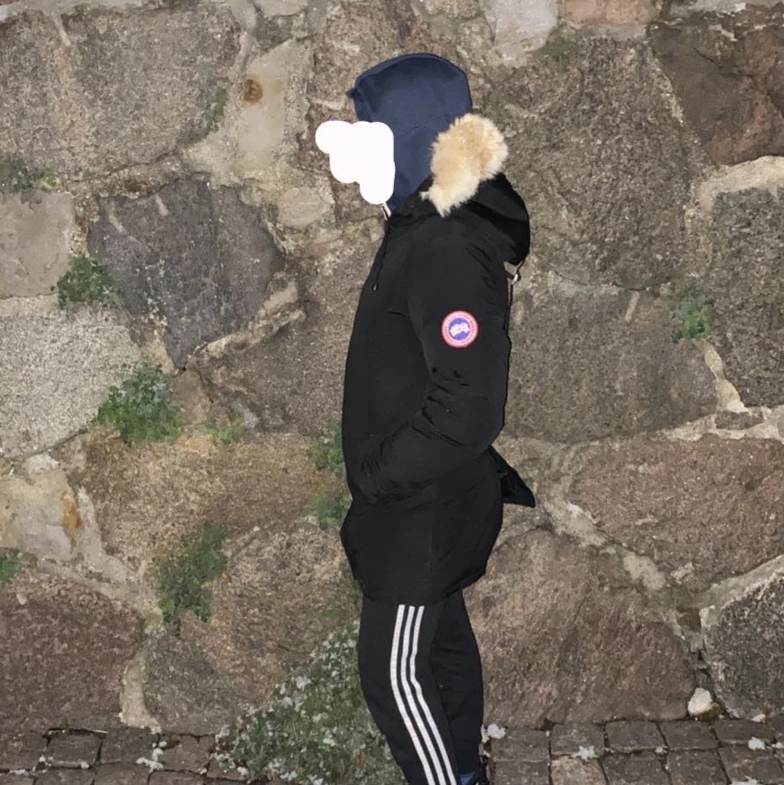 Canada goose  - 91
