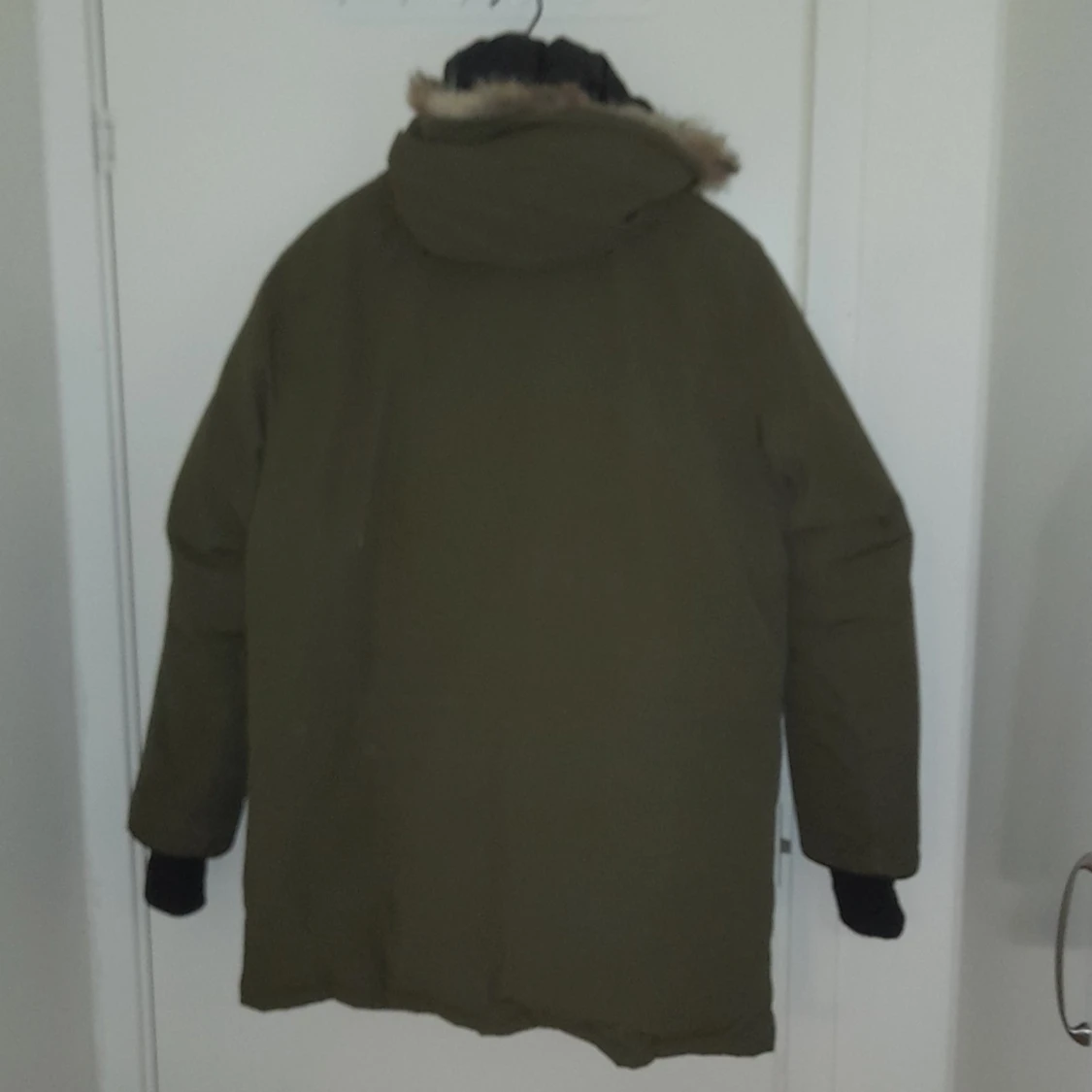 Canada goose arctic program  - 91