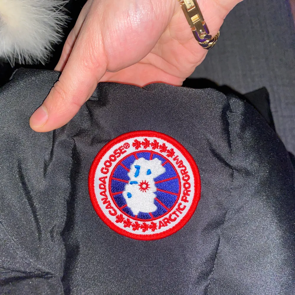 Canada goose . Jackor.