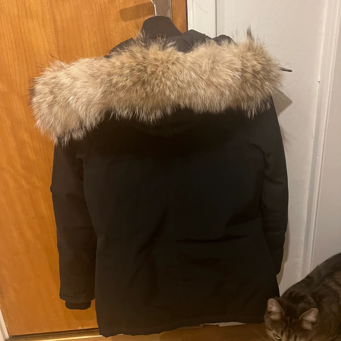 Canada goose - 90
