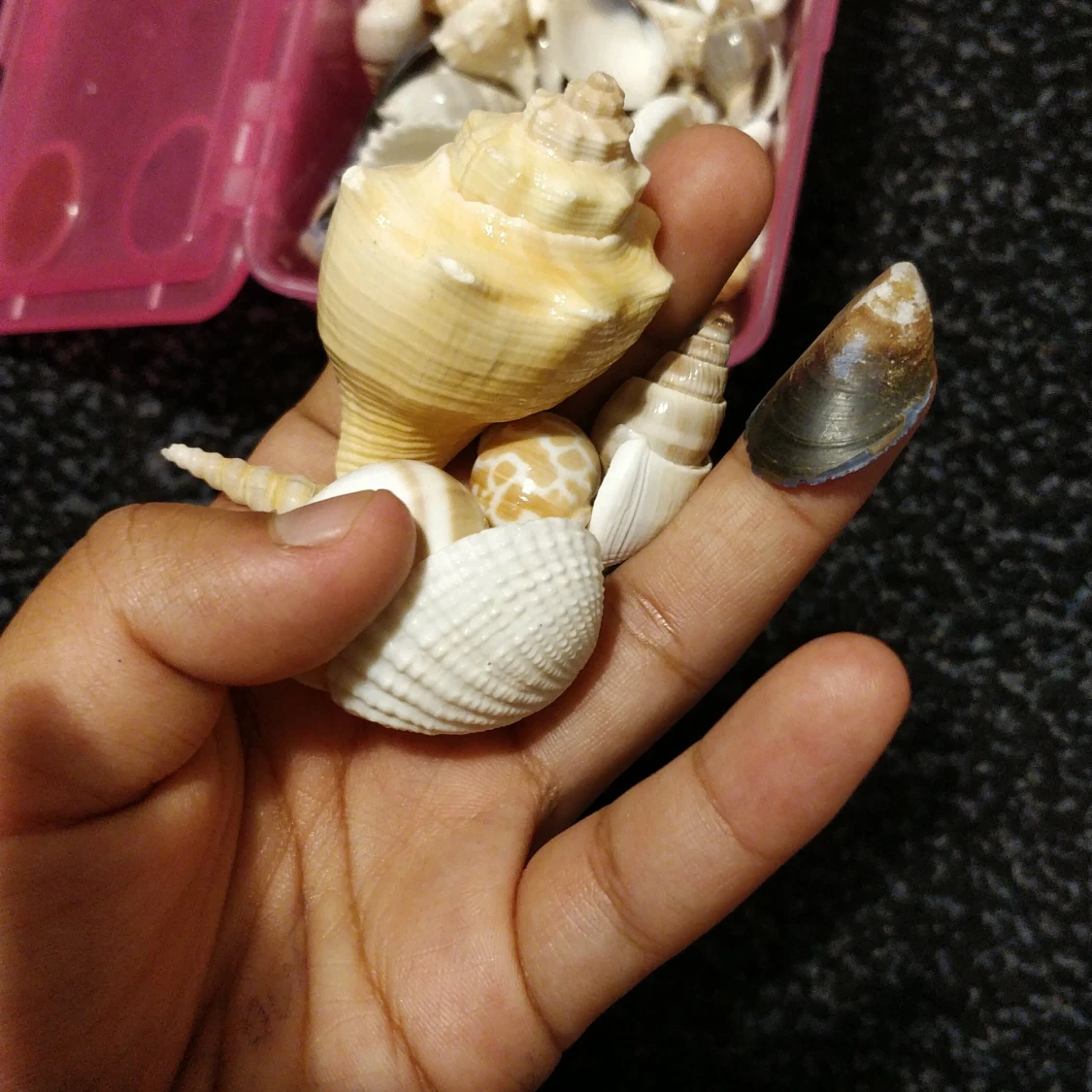Äkta snäckor från Usa - 90