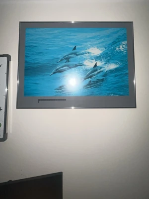 Fin bild på havet och delfiner  - Kom med frågor?