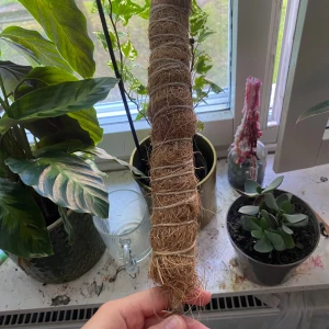 Konstig pinne til växt  - Pinn sak till växter oftast monsteras var för liten för min växt som man ser på bilden pinnen är 12 cm lång 