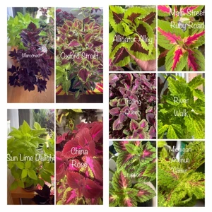 Palettblad, coleus olika sorter - Palettblads sticklingar (rotade/orotade), Ohyresfria, 12-15 cm långa, 10 olika sorter att välja, pris 35 kr/st pp30(54spårbart), sorter är Marooned, Oxford Street, Trailing Queen, China Rose, Eruption, Lime Delight, Colourful Duckfoot, Caipirinha 