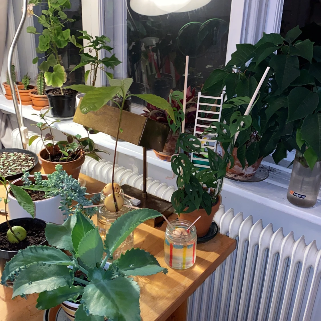 Sticklingar av mina växter!! - 91