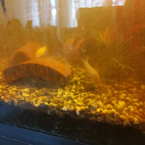 Vita pantsarmalar - Vita pantsarmalar vet ej kön 25 kr st