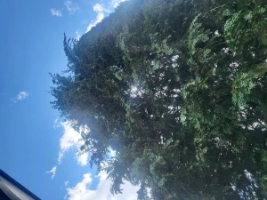 TRÄD - säljer de här trädet 