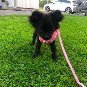 Rosa sele för hund  - En rosa sele för hundar i storlek xxxs som min hund hade när hon var valp. Den är i bra skick med både karbareband och knappar för att stänga selen. 