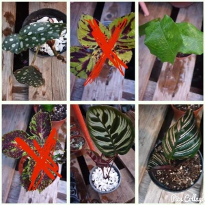 Växter 🌿 - Någon student eller någon som vill ta hand om några växter som jag har tappat intresse för? Jätte fina växter som skulle kunna göra ditt rum eller lägenhet extra fint! Det är 4 st,  Pink stripe calathea, mosaic Calathea, calathea makoyana och sen en begonia som tyvärr har tappat sina blad 😕  Ingen ohyra eller något som jag ser iallafall men rekommendera ändå karantän 🌿 (dom kommer inlindade i blött papper men kan skicka med plast krukor och jord till dom!)   säljer alla för 100kr + frakt på 63kr spårbart! 📮