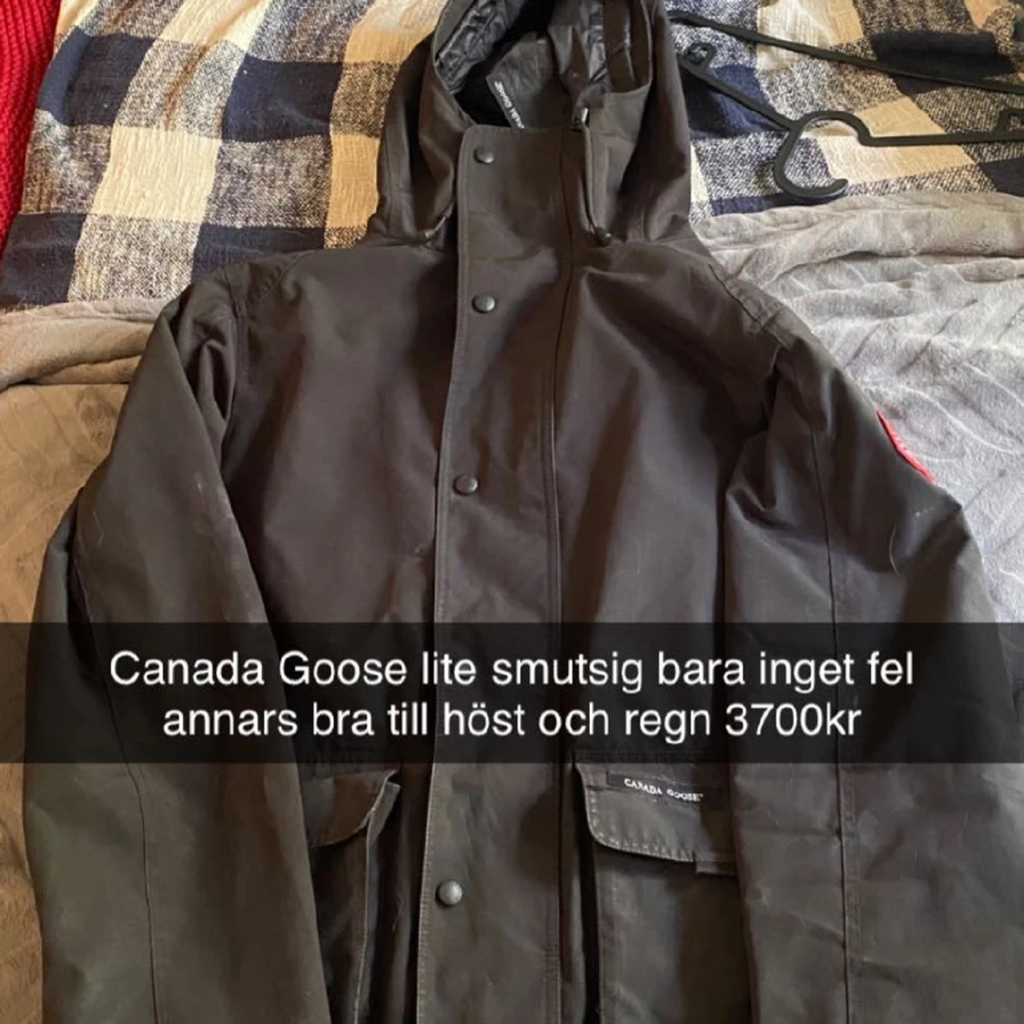 Canada goose  - 91