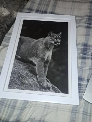 Svartvit tavla med puma - Snygg svartvit tavla med motiv av en puma som står på en sten. Bilden är inramad i en vit ram och passar perfekt som dekoration i sovrum eller vardagsrum. Ramen har en enkel och modern design.