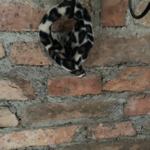 Leopardmönstrade öronmuffar från 180s - Snyggt och trendigt leopardmönstrat örgonmuffar från 180s. Perfekt accessoar för att ge din outfit en extra touch. Mjukt material som sitter bekvämt på huvudet. Passar perfekt till kalla dagar.