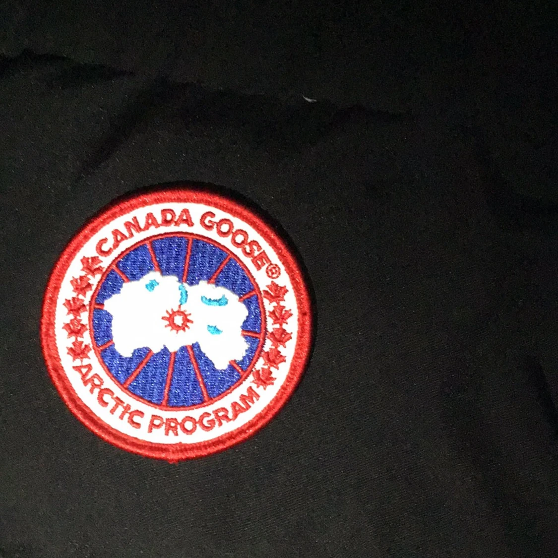 Canada goose - 90