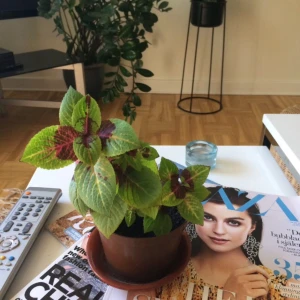  - Palettblad jordrotad