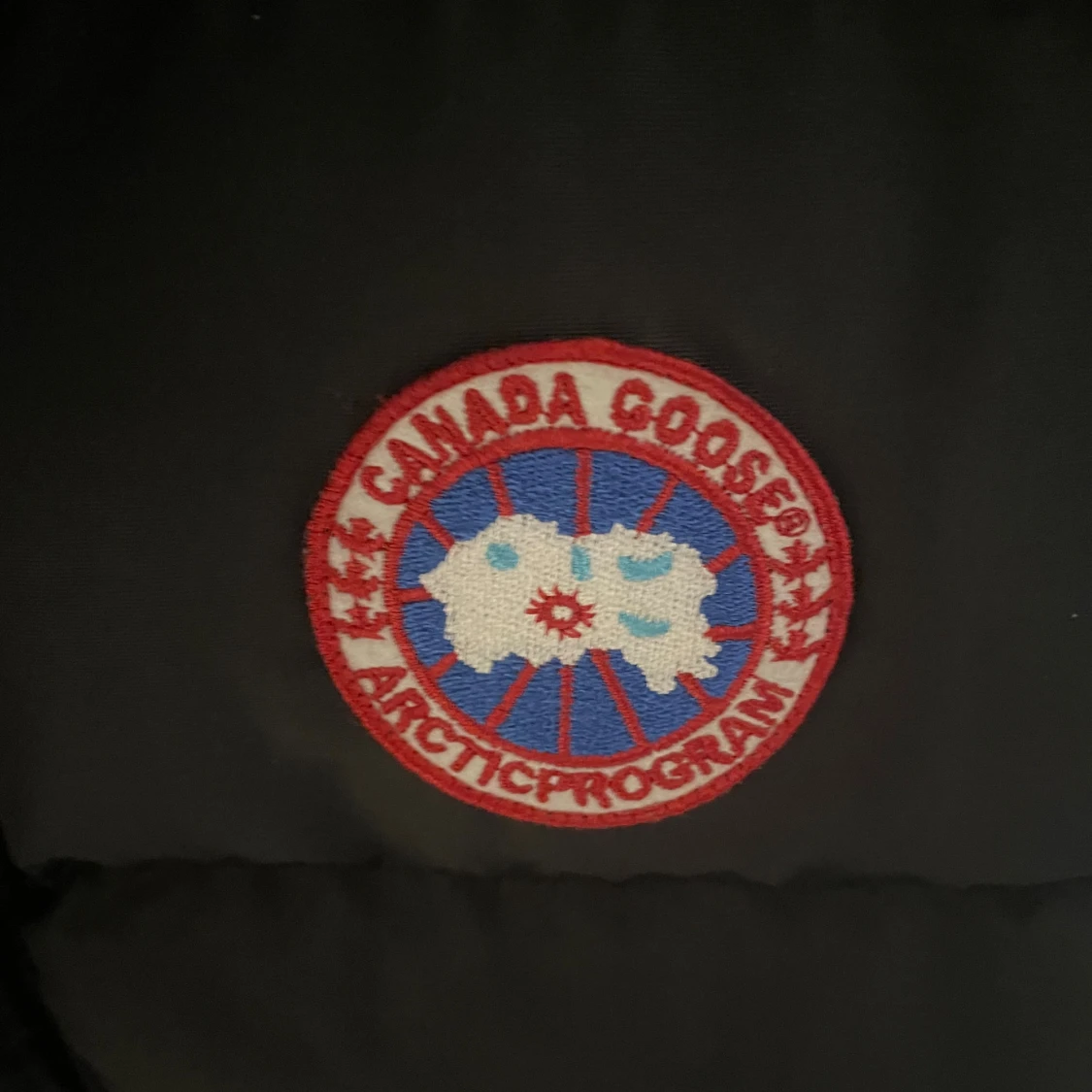 Canada goose - 2