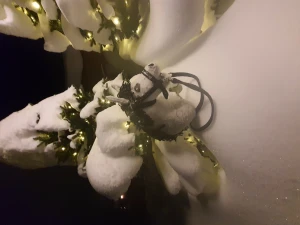 Käpphäst till slau (Fly) - Säljer nu min bästa fly han e pigg och höjd rekord e 1m