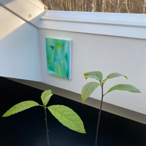 Avokadoplanta - Superfina Avokadoplantor