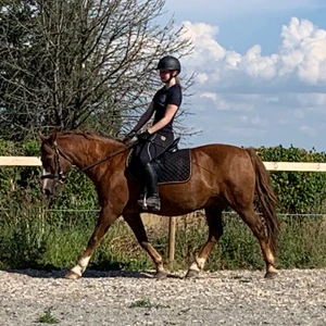 Maya delorez ridtights - Säljer nu mina svarta Maya delorez ridtights då de är för små. Nyskick och helskodda, inga skador på skoningen! 
