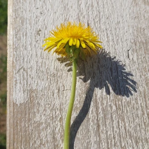 Snygg  Masros - Snygg maskros från bobygdaskola till salu