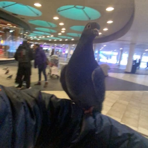 Pijon - Dum fågel  Lever på donken