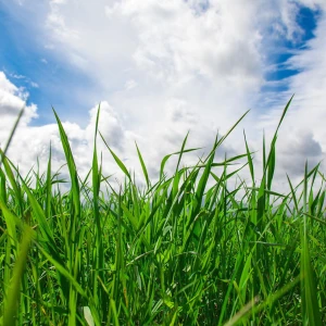 Sommarbete  - Hej!  Jag tänkte hyra ut betee i sommar, 4 hektar (varav 2 utav mina går där) 2 stora fina hagar, där de bara gått kor innan. Vattenkopp & ligghall på ena åkern & på den andra är det skog som skyddar. (3 & 2 elrep)  (Boxar finns inte för tillfället, 