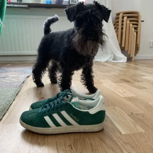 Gazelle Grön - Säljer dessa SUPER snygga gazelle i storlek 36 2/3 då det är lite för små för mig 😭  Har använt de ca 5 ggr och säljer endast för ett bra pris. Nypris: 1199kr Köpare står för frakt 🌼💕