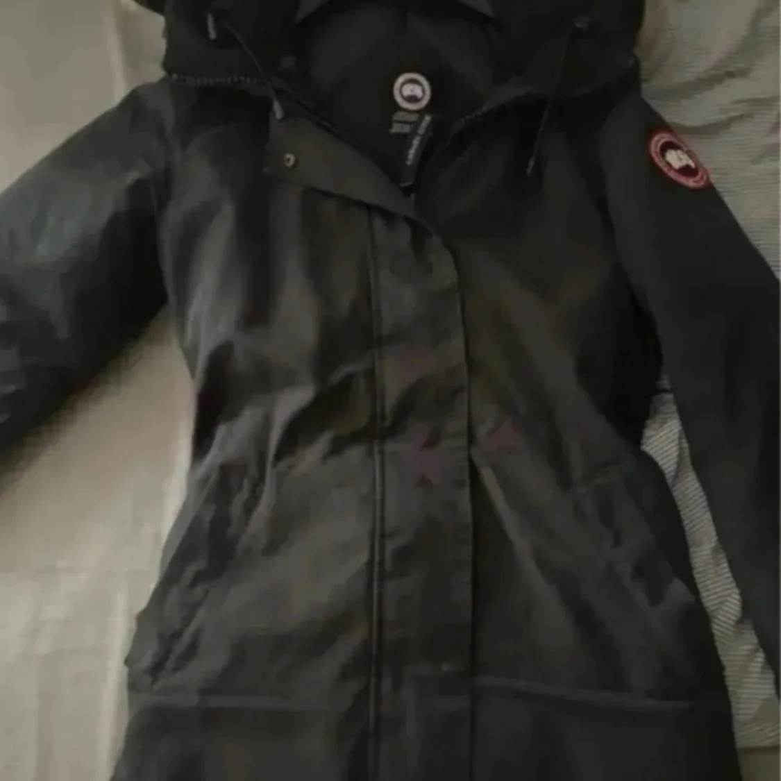 canada goose - 91
