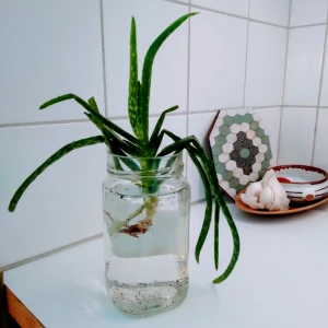  - Har ett 10-tal sticklingar i olika storlekar, den största är den i vatten. Alla väl rotade. Endast upphämtning i Södra Hammarbyhamnen/Hammarby Sjöstadsområdet. 10:- för de minsta och 20:- för de större. 30:- för den i glaset.