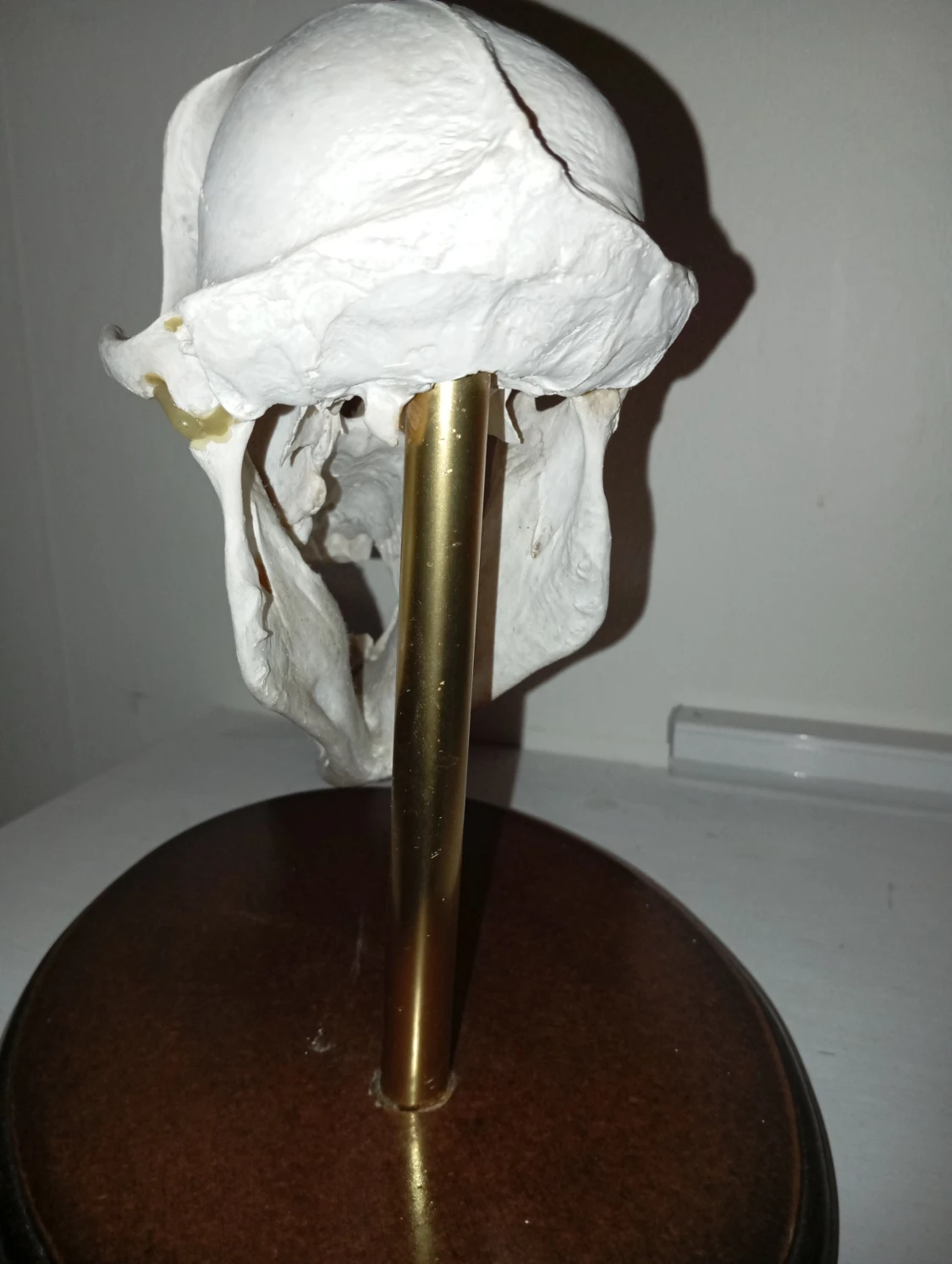 Jakttrofé Anubisbabian på träfot.  - 3