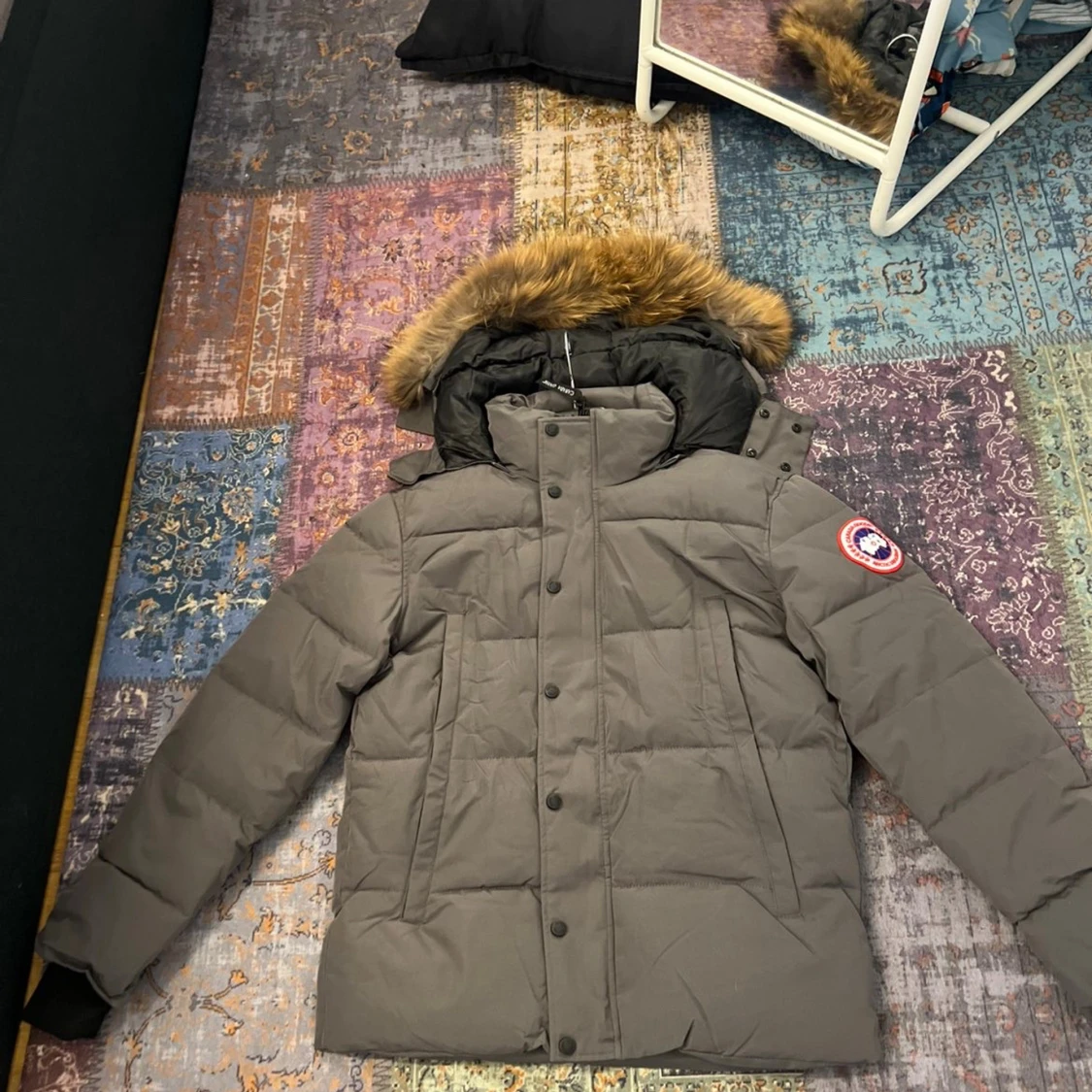 Grå canada goose