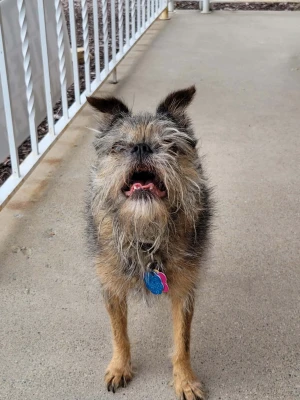 Hög IQ Coyotes med behörighet till Handelsskolan. - Säljer två charmiga små hundar, en med sträv, gråbrun päls och busiga öron samt en svart lockig hund med vitbröst. Båda har halsband med brickor. Perfekta som sällskap och för dig som gillar unika hundar.