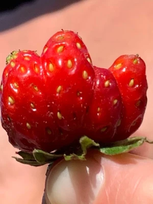 Jord gubbe som pekar finger (VÄLDIGT SÄLSYTNT!!!) - Jordgubbe