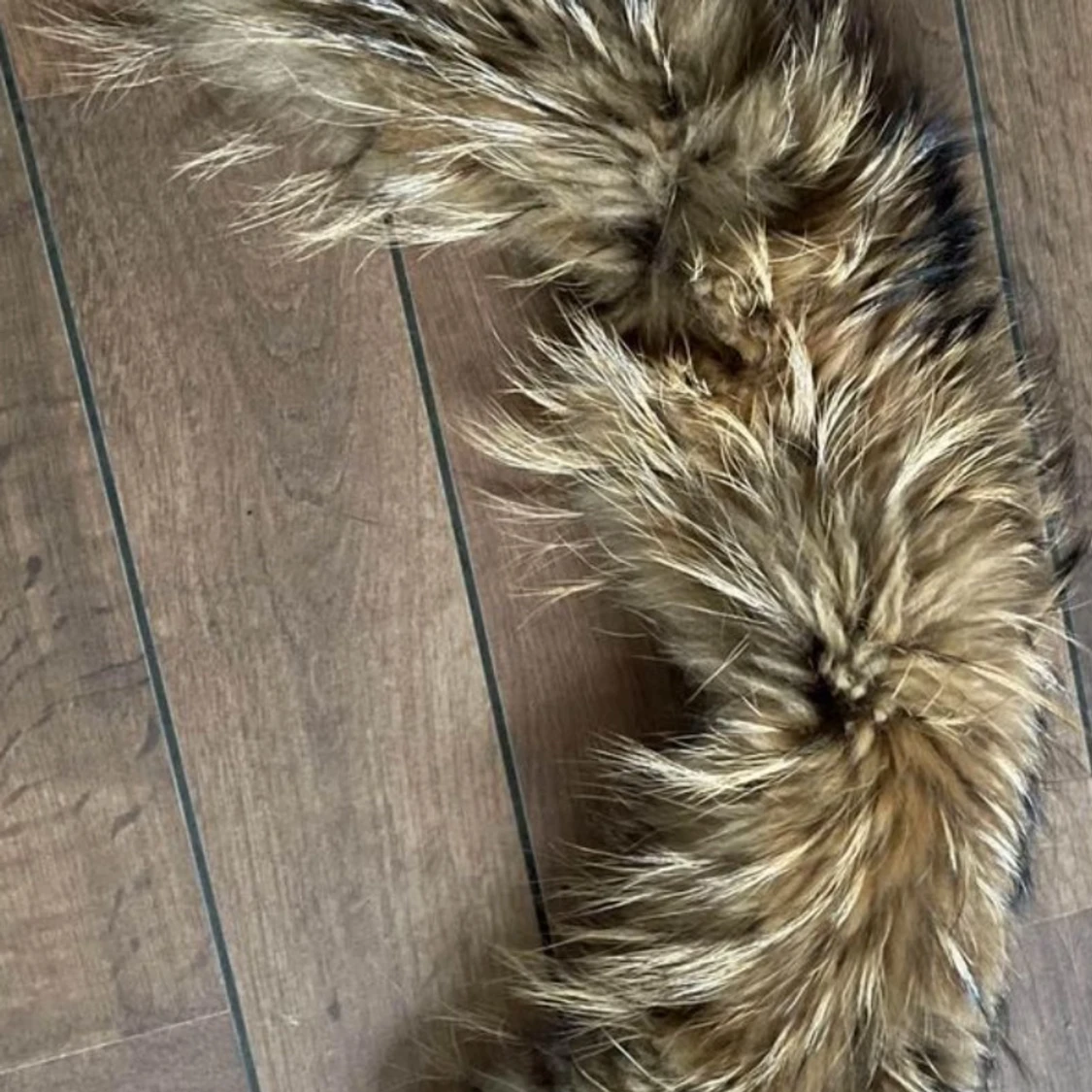 Hollies vinterjacka  - 93