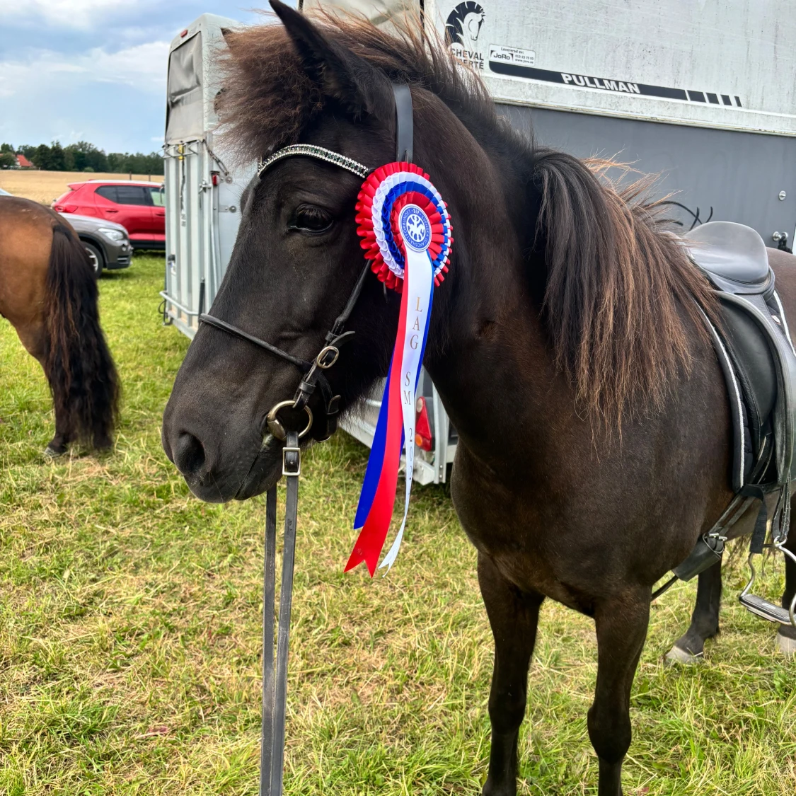 Pannband till häst - 90