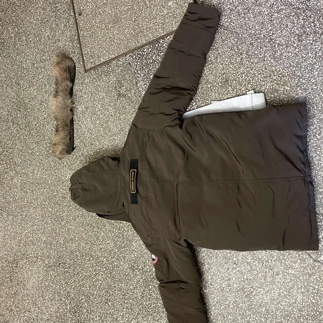 Canada goose - 90
