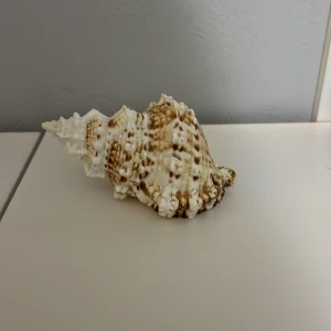 Äkta snäcka  - En fin snäcka köpt i Grekland. Säljer pågrund av att den inte passar min stil i inredning längre. Köpt för över 100 kronor så säljer för 40 kronor. 