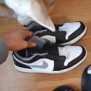 Sko Air Jordan 1 Low - Min hund bet mina AJ1. Säljer billigt till dig som inte har några problem med att ha på dig använda skor, skadorna syns knappast för dem ligger i insidan av skorna. Inköpspris: runt 3200kr  Skick: Inga fel än de som ni ser på bilden, går att ha på sig.