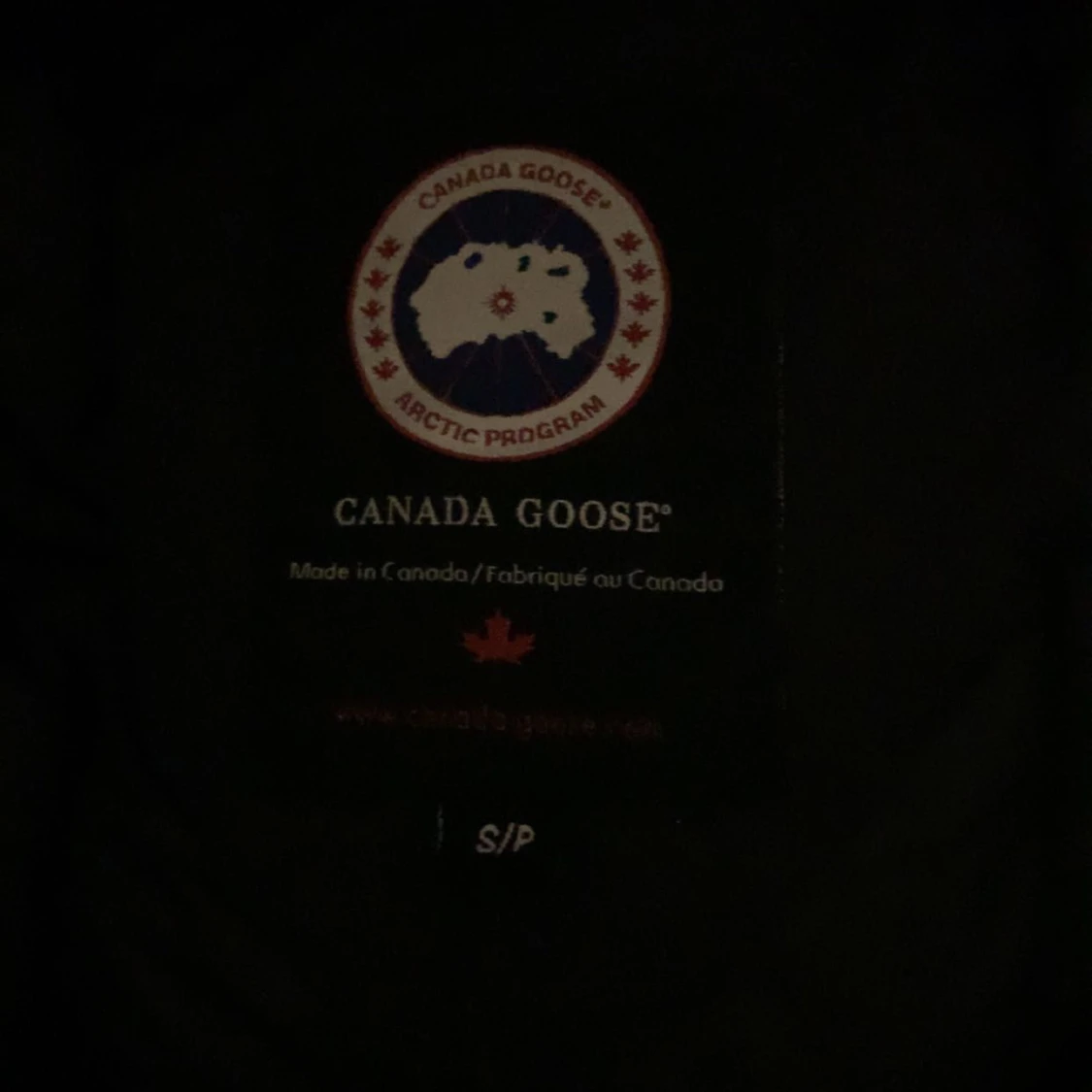Canada goose  - 91
